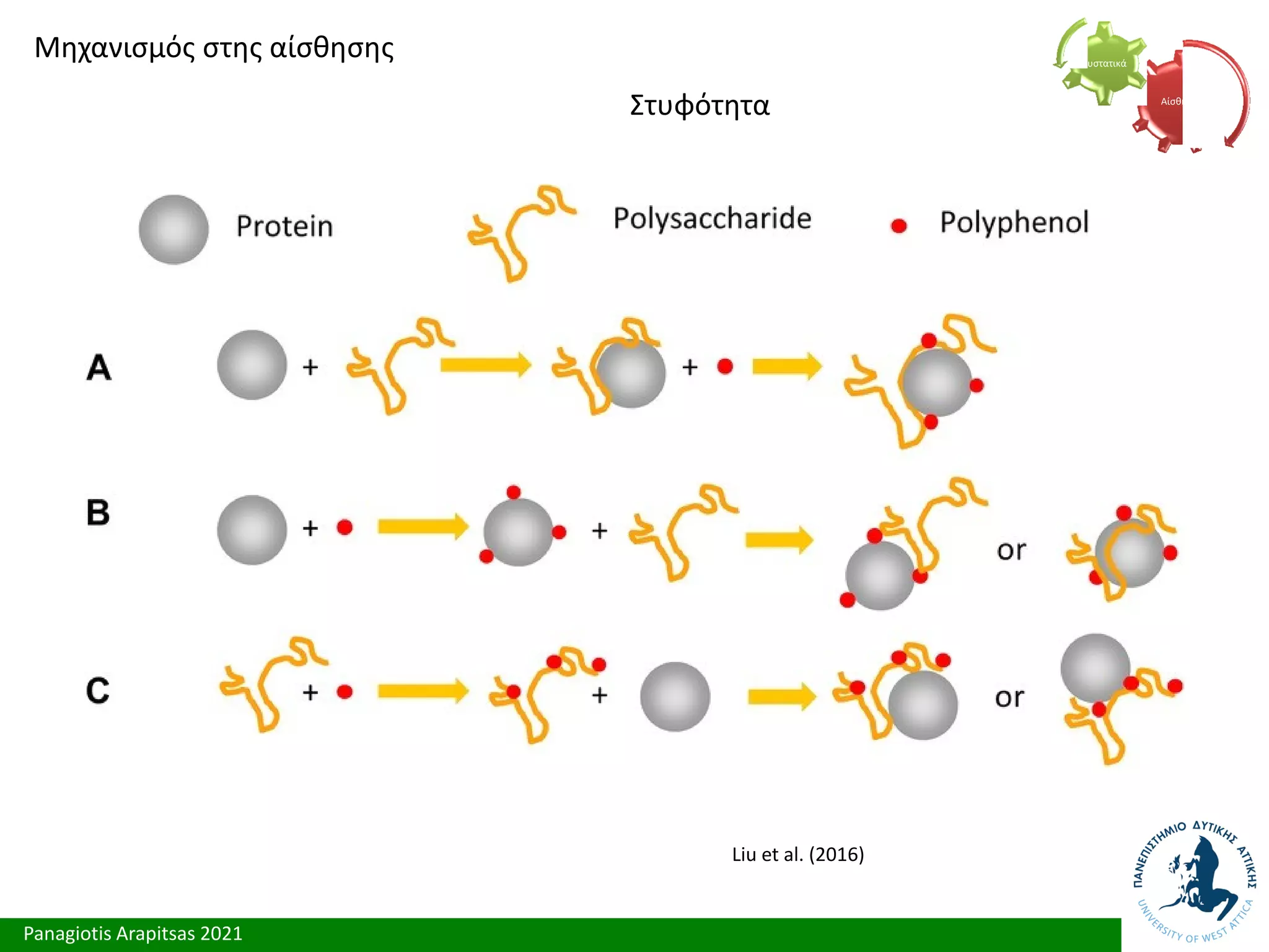 Panagiotis Arapitsas 2021
Μηχανισμός στης αίσθησης
Στυφότητα Αίσθηση
Συστατικά
Liu et al. (2016)
 
