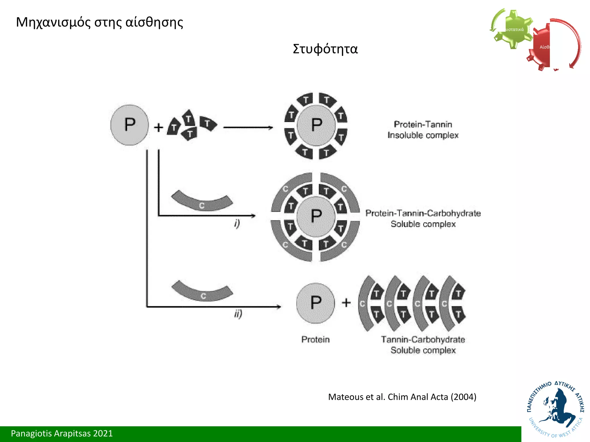 Panagiotis Arapitsas 2021
Μηχανισμός στης αίσθησης
Στυφότητα Αίσθηση
Συστατικά
Mateous et al. Chim Anal Acta (2004)
 