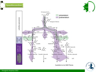 Panagiotis Arapitsas 2021
Συστατικά
Προανθοκυανιδίνες
Castellarin et al 2007 Planta
 