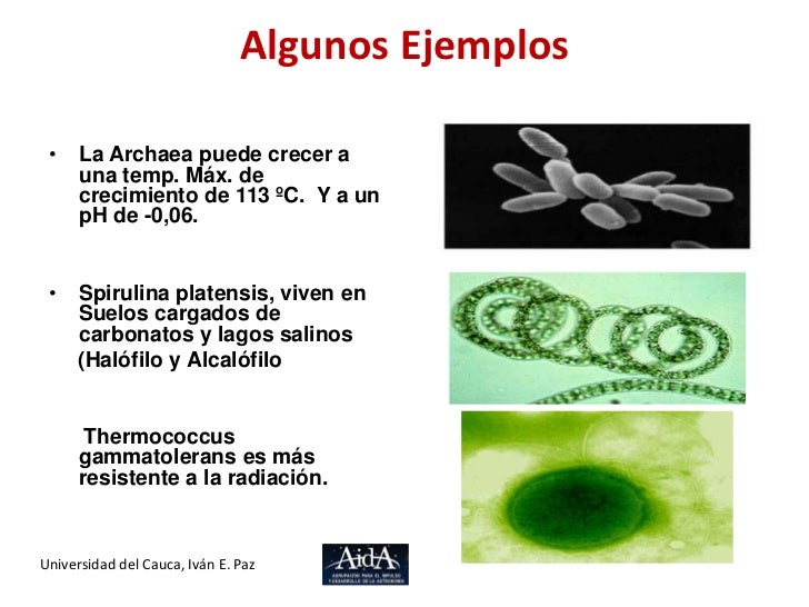 Resultado de imagen de archaea ejemplos
