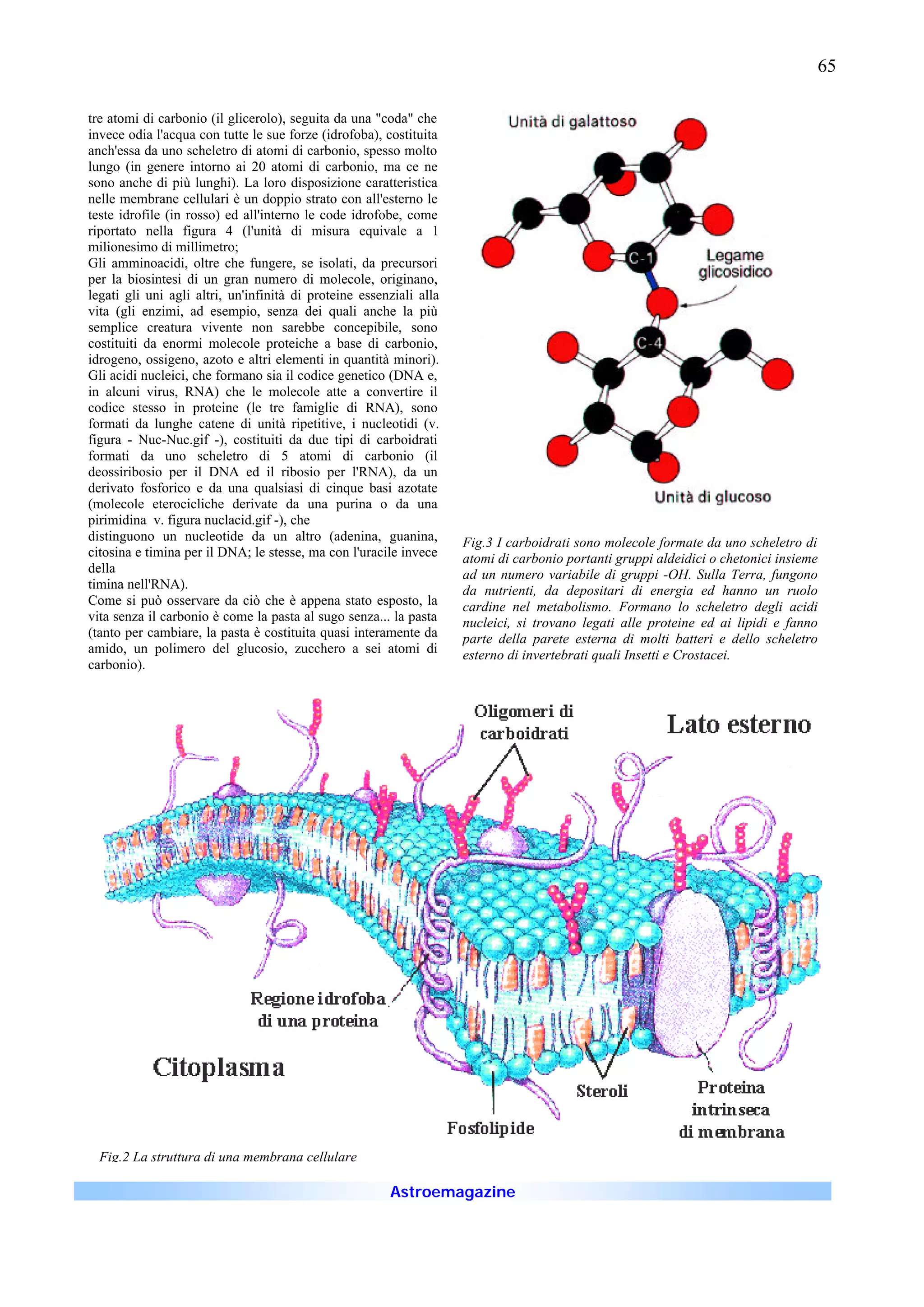 65

tre atomi di carbonio (il glicerolo), seguita da una "coda" che
invece odia l'acqua con tutte le sue forze (idrofoba), costituita
anch'essa da uno scheletro di atomi di carbonio, spesso molto
lungo (in genere intorno ai 20 atomi di carbonio, ma ce ne
sono anche di più lunghi). La loro disposizione caratteristica
nelle membrane cellulari è un doppio strato con all'esterno le
teste idrofile (in rosso) ed all'interno le code idrofobe, come
riportato nella figura 4 (l'unità di misura equivale a 1
milionesimo di millimetro;
Gli amminoacidi, oltre che fungere, se isolati, da precursori
per la biosintesi di un gran numero di molecole, originano,
legati gli uni agli altri, un'infinità di proteine essenziali alla
vita (gli enzimi, ad esempio, senza dei quali anche la più
semplice creatura vivente non sarebbe concepibile, sono
costituiti da enormi molecole proteiche a base di carbonio,
idrogeno, ossigeno, azoto e altri elementi in quantità minori).
Gli acidi nucleici, che formano sia il codice genetico (DNA e,
in alcuni virus, RNA) che le molecole atte a convertire il
codice stesso in proteine (le tre famiglie di RNA), sono
formati da lunghe catene di unità ripetitive, i nucleotidi (v.
figura - Nuc-Nuc.gif -), costituiti da due tipi di carboidrati
formati da uno scheletro di 5 atomi di carbonio (il
deossiribosio per il DNA ed il ribosio per l'RNA), da un
derivato fosforico e da una qualsiasi di cinque basi azotate
(molecole eterocicliche derivate da una purina o da una
pirimidina v. figura nuclacid.gif -), che
distinguono un nucleotide da un altro (adenina, guanina,             Fig.3 I carboidrati sono molecole formate da uno scheletro di
citosina e timina per il DNA; le stesse, ma con l'uracile invece     atomi di carbonio portanti gruppi aldeidici o chetonici insieme
della                                                                ad un numero variabile di gruppi -OH. Sulla Terra, fungono
timina nell'RNA).                                                    da nutrienti, da depositari di energia ed hanno un ruolo
Come si può osservare da ciò che è appena stato esposto, la          cardine nel metabolismo. Formano lo scheletro degli acidi
vita senza il carbonio è come la pasta al sugo senza... la pasta     nucleici, si trovano legati alle proteine ed ai lipidi e fanno
(tanto per cambiare, la pasta è costituita quasi interamente da      parte della parete esterna di molti batteri e dello scheletro
amido, un polimero del glucosio, zucchero a sei atomi di             esterno di invertebrati quali Insetti e Crostacei.
carbonio).




  Fig.2 La struttura di una membrana cellulare

                                                        Astroemagazine
 
