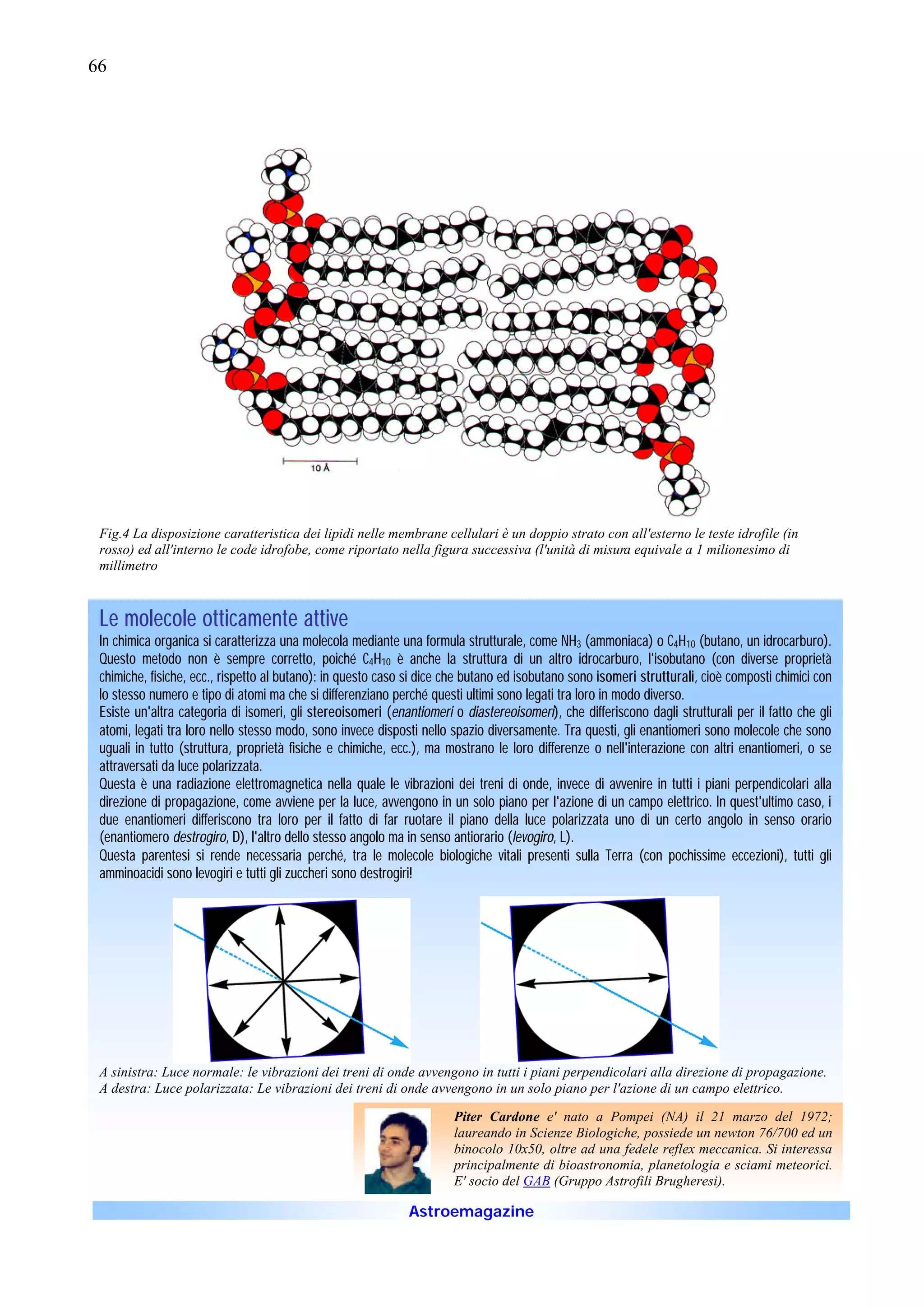 66




 Fig.4 La disposizione caratteristica dei lipidi nelle membrane cellulari è un doppio strato con all'esterno le teste idrofile (in
 rosso) ed all'interno le code idrofobe, come riportato nella figura successiva (l'unità di misura equivale a 1 milionesimo di
 millimetro



 Le molecole otticamente attive
 In chimica organica si caratterizza una molecola mediante una formula strutturale, come NH3 (ammoniaca) o C4H10 (butano, un idrocarburo).
 Questo metodo non è sempre corretto, poiché C4H10 è anche la struttura di un altro idrocarburo, l'isobutano (con diverse proprietà
 chimiche, fisiche, ecc., rispetto al butano): in questo caso si dice che butano ed isobutano sono isomeri strutturali, cioè composti chimici con
                                                                                                           strutturali
 lo stesso numero e tipo di atomi ma che si differenziano perché questi ultimi sono legati tra loro in modo diverso.
 Esiste un'altra categoria di isomeri, gli stereoisomeri (enantiomeri o diastereoisomeri), che differiscono dagli strutturali per il fatto che gli
 atomi, legati tra loro nello stesso modo, sono invece disposti nello spazio diversamente. Tra questi, gli enantiomeri sono molecole che sono
 uguali in tutto (struttura, proprietà fisiche e chimiche, ecc.), ma mostrano le loro differenze o nell'interazione con altri enantiomeri, o se
 attraversati da luce polarizzata.
 Questa è una radiazione elettromagnetica nella quale le vibrazioni dei treni di onde, invece di avvenire in tutti i piani perpendicolari alla
 direzione di propagazione, come avviene per la luce, avvengono in un solo piano per l'azione di un campo elettrico. In quest'ultimo caso, i
 due enantiomeri differiscono tra loro per il fatto di far ruotare il piano della luce polarizzata uno di un certo angolo in senso orario
 (enantiomero destrogiro, D), l'altro dello stesso angolo ma in senso antiorario (levogiro, L).
 Questa parentesi si rende necessaria perché, tra le molecole biologiche vitali presenti sulla Terra (con pochissime eccezioni), tutti gli
 amminoacidi sono levogiri e tutti gli zuccheri sono destrogiri!




 A sinistra: Luce normale: le vibrazioni dei treni di onde avvengono in tutti i piani perpendicolari alla direzione di propagazione.
 A destra: Luce polarizzata: Le vibrazioni dei treni di onde avvengono in un solo piano per l'azione di un campo elettrico.

                                                                       Piter Cardone e' nato a Pompei (NA) il 21 marzo del 1972;
                                                                       laureando in Scienze Biologiche, possiede un newton 76/700 ed un
                                                                       binocolo 10x50, oltre ad una fedele reflex meccanica. Si interessa
                                                                       principalmente di bioastronomia, planetologia e sciami meteorici.
                                                                       E' socio del GAB (Gruppo Astrofili Brugheresi).

                                                              Astroemagazine
 