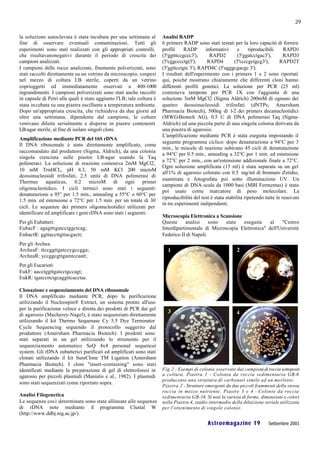 29

la soluzione autoclavata è stata incubata per una settimana al         Analisi RADP
fine di osservare eventuali contaminazioni. Tutti gli                  6 primers RADP sono stati testati per la loro capacità di fornire
esperimenti sono stati realizzati con gli appropriati controlli,       profili    RADP       informativi      e     riproducibili.    RAPD1
che risultavanonegativi durante il periodo di crescita dei             (5'ggtttccgccc3'),      RAPD2          (5'ggatcctgac3'),       RAPD3
campioni analizzati.                                                   (5'cggcccctgt3'),      RAPD4         (5'tcccgctgcg3'),       RAPD2T
I campioni delle rocce analizzate, finemente polverizzati, sono        (5'ggttcctgtc 3'), RAPD4C (5'agggcgacgc 3').
stati raccolti direttamente su un vetrino da microscopio, sospesi      I risultati dell'esperimento con i primers 1 e 2 sono riportati
nel mezzo di coltura LB sterile, coperti da un vetrino                 qui, poiché mostrano chiaramente che differenti cloni hanno
coprioggetti ed immediatamente osservati a 400-1000                    differenti profili genetici. La soluzione per PCR (25 ml)
ingrandimenti. I campioni polverizzati sono stati anche raccolti       conteneva tampone per PCR 1X con l'aggiunta di una
in capsule di Petri alle quali è stato aggiunto l'LB; tale coltura è   soluzione 3mM MgCl2 (Sigma Aldrich) 200mM di ognuno dei
stata incubata su una piastra oscillante a temperatura ambiente.       quattro deossinucleosidi trifosfati (dNTPs, Amersham
Dopo un'appropriata crescita, che richiedeva da due giorni ad          Pharmacia Biotech), 500ng di 1-2 dei primers decanucleotidici
oltre una settimana, dipendente dal campione, le colture               (MWG-Biotech AG), 0.5 U di DNA polimerasi Taq (Sigma-
venivano diluite serialmente e disperse in piastre contenenti          Aldrich) ed una piccola parte di una singola colonia derivata da
LB-agar sterile, al fine di isolare singoli cloni.                     una piastra di agarosio.
                                                                       L'amplificazione mediante PCR è stata eseguita impostando il
Amplificazione mediante PCR del 16S rDNA
                                                                       seguente programma ciclico: dopo denaturazione a 94°C per 3
Il DNA ribosomale è stato direttamente amplificato, come
                                                                       min., le miscele di reazione subivano 45 cicli di denatutazione
raccomandato dal produttore (Sigma, Aldrich), da una colonia
                                                                       a 94°C per 0.5 min., annealing a 32°C per 1 min. ed estensione
singola cresciuta sulle piastre LB-agar usando la Taq
                                                                       a 72°C per 2 min., con un'estensione addizionale finale a 72°C.
polimerasi. La soluzione di reazione conteneva 2mM MgCl2,
                                                                       Ogni soluzione amplificata (15 ml) è stata separata su un gel
10 mM TrisHCL, pH 8.3, 50 mM KCl 200 microM
                                                                       all'1% di agarosio colorato con 0.5 mg/ml di bromuro d'etidio,
deossinucleosidi trifosfati, 2.5 unità di DNA polimerasi di
                                                                       esaminata e fotografata poi sotto illuminazione UV. Un
Thermus aquaticus, 0.2 microM di ogni primer
                                                                       campione di DNA-scala da 1000 basi (MBI Fermentas) è stato
oligonucleotidico. I cicli termici sono stati i seguenti:
                                                                       poi usato come marcatore di peso molecolare. La
denaturazione a 95° per 1.5 min., annealing a 55°C o 60°C per
                                                                       riproducibilità del test è stata stabilita ripetendo tutte le reazi oni
1.5 min. ed estensione a 72°C per 1.5 min. per un totale di 30
                                                                       in tre esperimenti indipendenti.
cicli. Le sequenze dei primers oligonucleotidici utilizzati per
identificare ed amplificare i geni rDNA sono stati i seguenti:
                                                                       Microscopia Elettronica a Scansione
Per gli Eubatteri:                                                     Queste      analisi    sono  state  eseguite     al   "Centro
EubacF : agagtttgatcctggctcag;                                         Interdipartimentale di Microscopia Elettronica" dell'Università
EubactR: ggttaccttgttacgactt;                                          Federico II di Napoli.
Per gli Archea:
ArcheaF: ttccggttgatccygccgga;
ArcheaR: yccggcgttgamtccaatt;
Per gli Eucarioti:
EukF: aacctggttgatcctgccagt;
EukR: tgatccttctgcaggttcacctac.

Clonazione e sequenziamento del DNA ribosomale
Il DNA amplificato mediante PCR, dopo la purificazione
utilizzando il Nucleospin® Extract, un sistema pronto all'uso
per la purificazione veloce e diretta dei prodotti di PCR dai gel
di agarosio (Macherey-Nagel), è stato sequenziato direttamente
utilizzando il kit Thermo Sequenase Cy 5.5 Dye Terminator
Cycle Sequencing seguendo il protocollo suggerito dal
produttore (Amersham Pharmacia Biotech). I prodotti sono
stati separati in un gel utilizzando lo strumento per il
sequenziamento automatico SeQ 4x4 personal sequencer
system. Gli rDNA eubatterici purificati ed amplificati sono stati
clonati utilizzando il kit SureClone TM Ligation (Amersham
Pharmacia Biotech). I cloni "insert-containing" sono stati
identificati mediante la preparazione di gel di elettroforesi in       Fig.2 - Esempi di colonie osservate dai campioni di roccia sottoposti
agarosio per piccoli plasmidi (Maniatis e al., 1982). I plasmidi       a coltura. Piastra 1 - Colonia da roccia sedimentaria GB-6
                                                                       producente una struttura di carbonati simile ad un merletto.
sono stati sequenziati come riportato sopra.
                                                                       Piastra 2 - Strutture emergenti da due piccoli frammenti della stessa
                                                                       roccia in mezzo nutriente. Piastre 3 e 4 - Colonie da roccia
Analisi Filogenetica                                                   sedimentaria GB-16. Si noti la varietà di forme, dimensioni e colori
Le sequenze così determinate sono state allineate alle sequenze        nella Piastra 4, stadio intermedio della diluizione seriale utilizzata
di rDNA note mediante il programma Clustal W                           per l'ottenimento di singole colonie.
(http://www.ddbj.nig.ac.jp/).
                                                                                              Astroemagazine 19               Settembre 2001
 