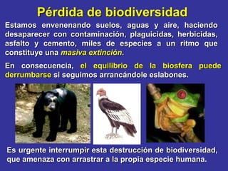 Pérdida de biodiversidad
Estamos envenenando suelos, aguas y aire, haciendo
desaparecer con contaminación, plaguicidas, herbicidas,
asfalto y cemento, miles de especies a un ritmo que
constituye una masiva extinción.
En consecuencia, el equilibrio de la biosfera puede
derrumbarse si seguimos arrancándole eslabones.




Es urgente interrumpir esta destrucción de biodiversidad,
que amenaza con arrastrar a la propia especie humana.
 