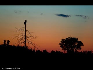 Le chasseur solitaire… 