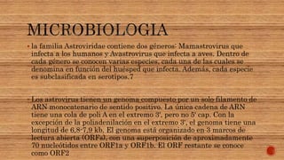  la familia Astroviridae contiene dos géneros: Mamastrovirus que
infecta a los humanos y Avastrovirus que infecta a aves. Dentro de
cada género se conocen varias especies, cada una de las cuales se
denomina en función del huésped que infecta. Además, cada especie
es subclasificada en serotipos.7
 Los astrovirus tienen un genoma compuesto por un solo filamento de
ARN monocatenario de sentido positivo. La única cadena de ARN
tiene una cola de poli A en el extremo 3', pero no 5' cap. Con la
excepción de la poliadenilación en el extremo 3', el genoma tiene una
longitud de 6,8-7,9 kb. El genoma está organizado en 3 marcos de
lectura abierta (ORFs), con una superposición de aproximadamente
70 nucleótidos entre ORF1a y ORF1b. El ORF restante se conoce
como ORF2
 