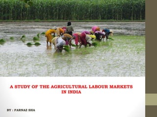A STUDY OF THE AGRICULTURAL LABOUR MARKETS
IN INDIA
BY : FARNAZ SHA
 