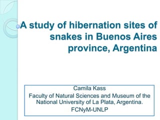 A study of hibernation sites of
      snakes in Buenos Aires
           province, Argentina



                   Camila Kass
  Faculty of Natural Sciences and Museum of the
    National University of La Plata, Argentina.
                  FCNyM-UNLP
 