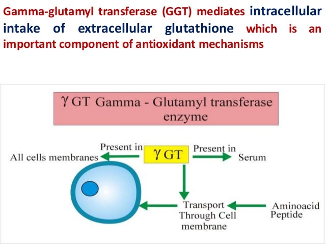 Gamma Glutamyl Transferase что это www.slideshare.net