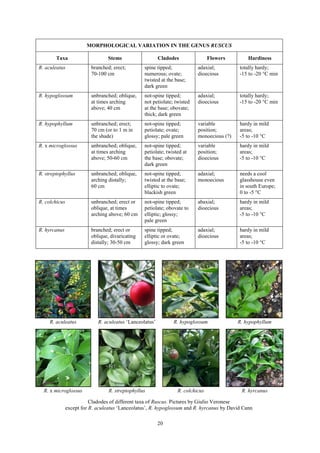 20
MORPHOLOGICAL VARIATION IN THE GENUS RUSCUS
Taxa Stems Cladodes Flowers Hardiness
R. aculeatus branched; erect;
70-100 ...