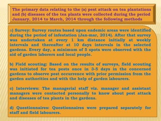 A Study On The Tea Pest And Diseases Of Tea Plants In Some Parts Of ...