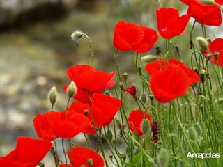 Amapolas 