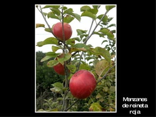 Manzanes de reineta roja 