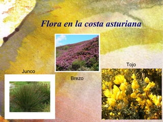 Flora en la costa asturiana
Junco
Brezo
Tojo
 