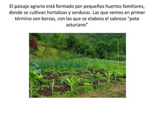 El paisaje agrario está formado por pequeños huertos familiares,
donde se cultivan hortalizas y verduras. Las que vemos en primer
término son berzas, con las que se elabora el sabroso “pote
asturiano”
 