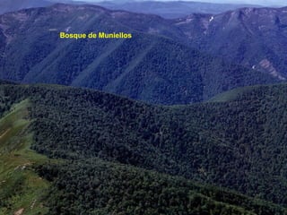 Bosque de Muniellos
 