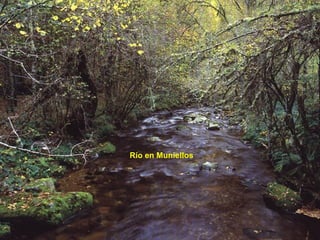 Río en Muniellos
 