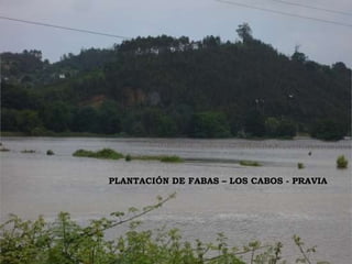 PLANTACIÓN DE FABAS – LOS CABOS - PRAVIA 