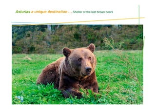 Asturias a unique destination … Shelter of the last brown bears
, Oso pardo
 