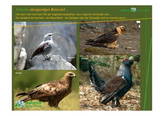 Asturias einzigartiges Reiseziel …
Hier kann man noch fast 70% der Vogelliste beobachten, die in Spanien vorhanden sind …
Der kantabrische Auerhahn, der Mauerläufer, der Bartgeier oder der Steinadler sind nur manche davon ..
Steinadler
Mauerläufer Auerhahn
Bartgeier
Bartgeier
Auerhahn
 