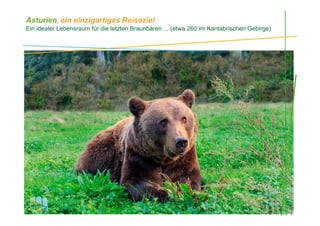 Asturien, ein einzigartiges Reiseziel
Ein idealer Lebensraum für die letzten Braunbären ... (etwa 260 im Kantabrischen Gebirge)
, Oso pardo
 