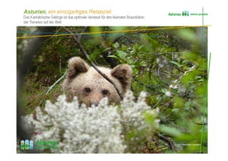 Asturien, ein einzigartiges Reiseziel
Das Kantabrische Gebirge ist das optimale Versteck für den kleinsten Braunbären
der Tierarten auf der Welt
Bear, Brown Bear Foundation
 