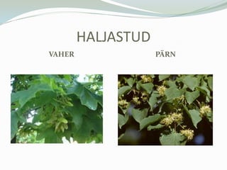 Eestis kümmekondLINNSuurimasula