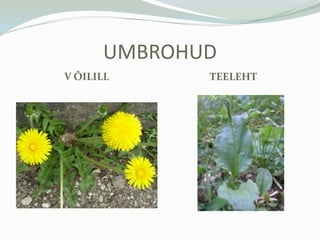 Eestis 47 linnaKESKKONNATINGIMUSEDMULDkaevetööde tõttusegi pööratud