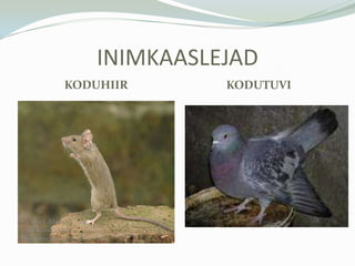 paljuliivajakivejamuid jäätmeid