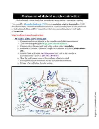 Page1
dr:
Ayub
abdulkadir
abdi
Skeletal muscle contraction follow a term known as excitation – contraction coupling
First coined by Alexander Sandow in 1952, the term excitation–contraction coupling (ECC)
describes the rapid communication between electrical events occurring in the plasma membrane
of skeletal muscle fibres and Ca2+
release from the Sarcoplasmic Reticulum, which leads
to contraction.
Steps Involving in muscle contraction:
A) Events at the nerve terminal:
1- Propagation of action potential at the axonal terminal of the motor neuron.
2- Activation and opening of voltage gated calcium channels.
3- Calcium enters the nerve and bind with a protein called calmodulin.
4- Formation of calcium calmodulin complex which in turn activates a protein kinase
(PK).
5- Protein kinase activates a SNAREs protein on a vesicle that contains a
neurotransmitter known as ACETYLCHOLINE.
6- Now the vesicle come close to the membrane of axon terminal.
7- Fusion of the vesicle membrane and the axon terminal membrane.
8- Release of acetylcholine from the vesicle.
Mechanism of skeletal muscle contraction:
 