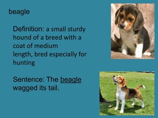 beagle

 Definition: a small sturdy
 hound of a breed with a
 coat of medium
 length, bred especially for
 hunting

 Sentence: The beagle
 wagged its tail.
 
