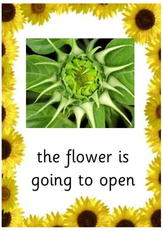 the flower is
going to open
 