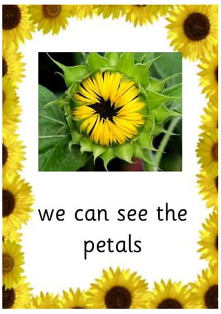 we can see the
    petals
 