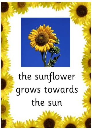 the sunflower
grows towards
    the sun
 