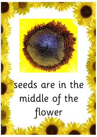seeds are in the
 middle of the
    flower
 