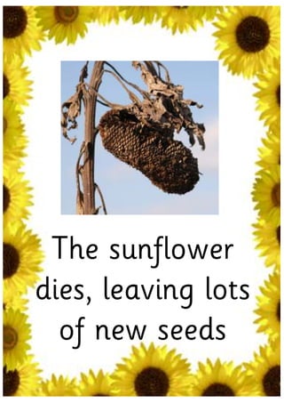 The sunflower
dies, leaving lots
  of new seeds
 