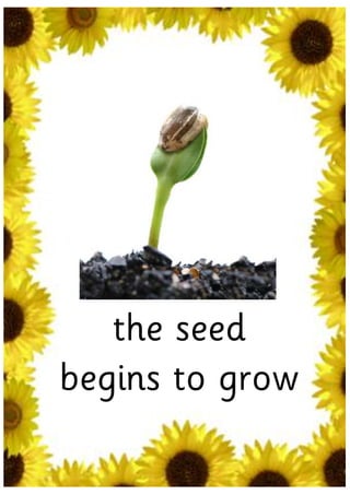 the seed
begins to grow
 