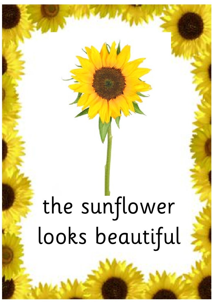 A Sunflower Story