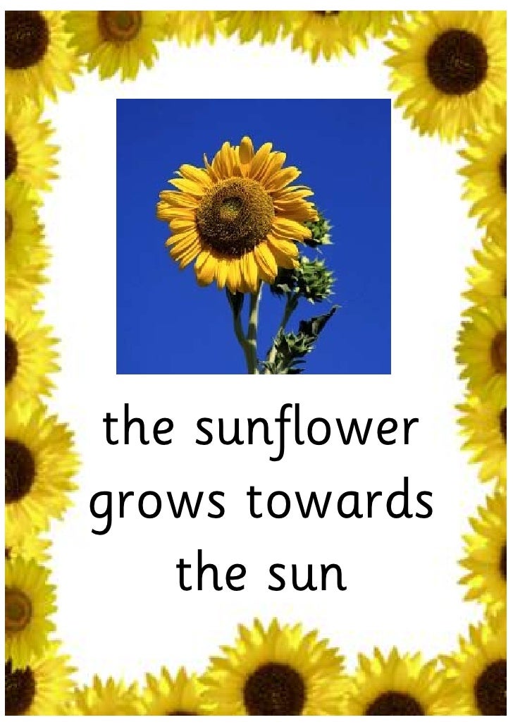 A Sunflower Story