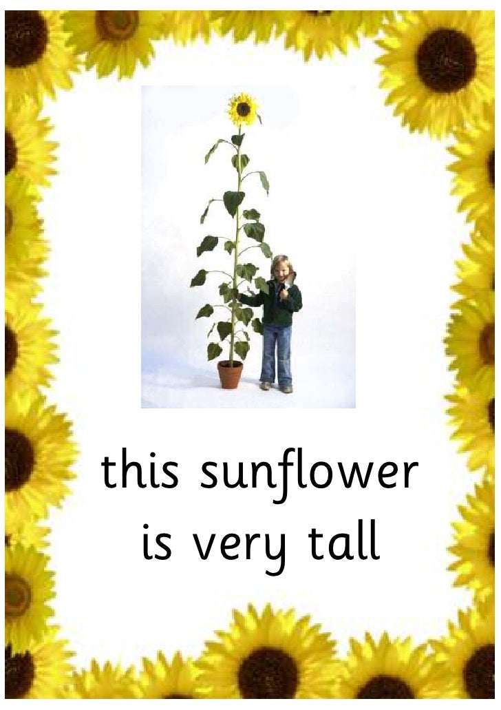 A Sunflower Story