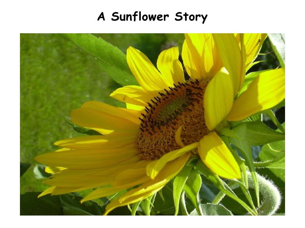 Download A Sunflower Story