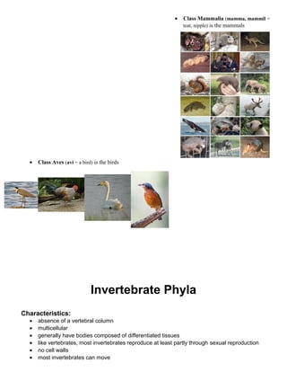 • Class Aves (avi = a bird) is the birds
Invertebrate Phyla
Characteristics:
• absence of a vertebral column
• multicellul...