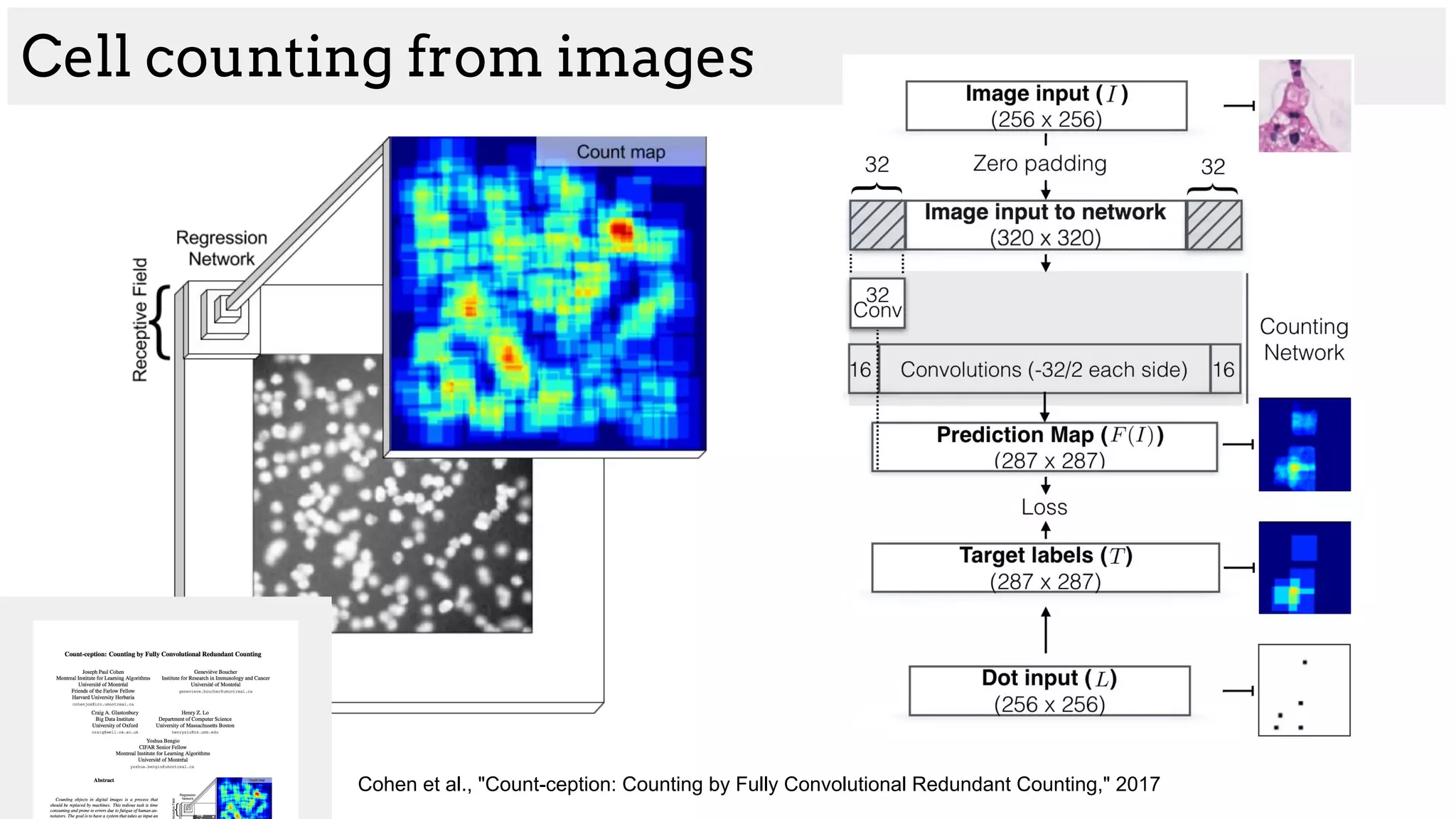 Cell counting from images
Cohen et al., "Count-ception: Counting by Fully Convolutional Redundant Counting," 2017
 