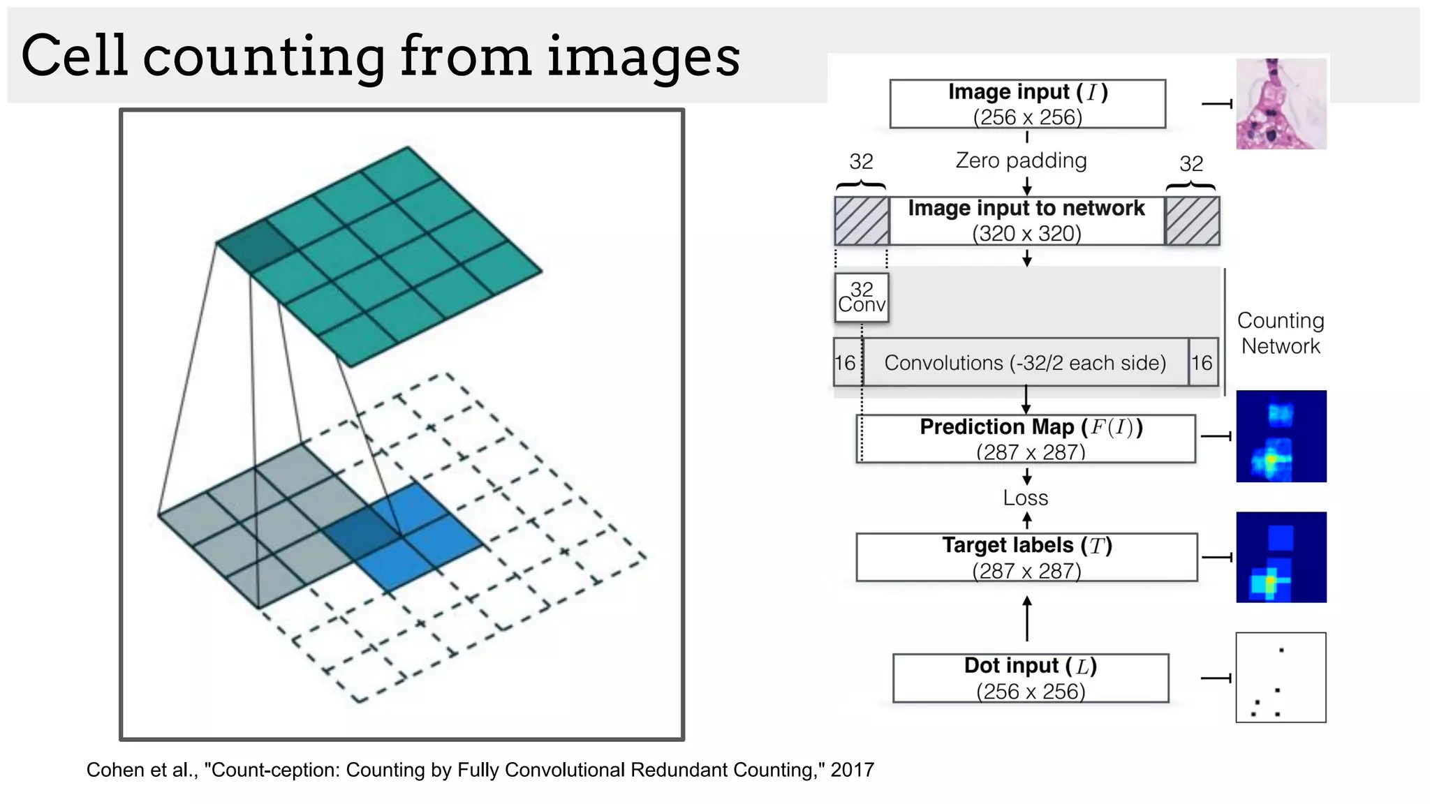 Cell counting from images
Cohen et al., "Count-ception: Counting by Fully Convolutional Redundant Counting," 2017
 