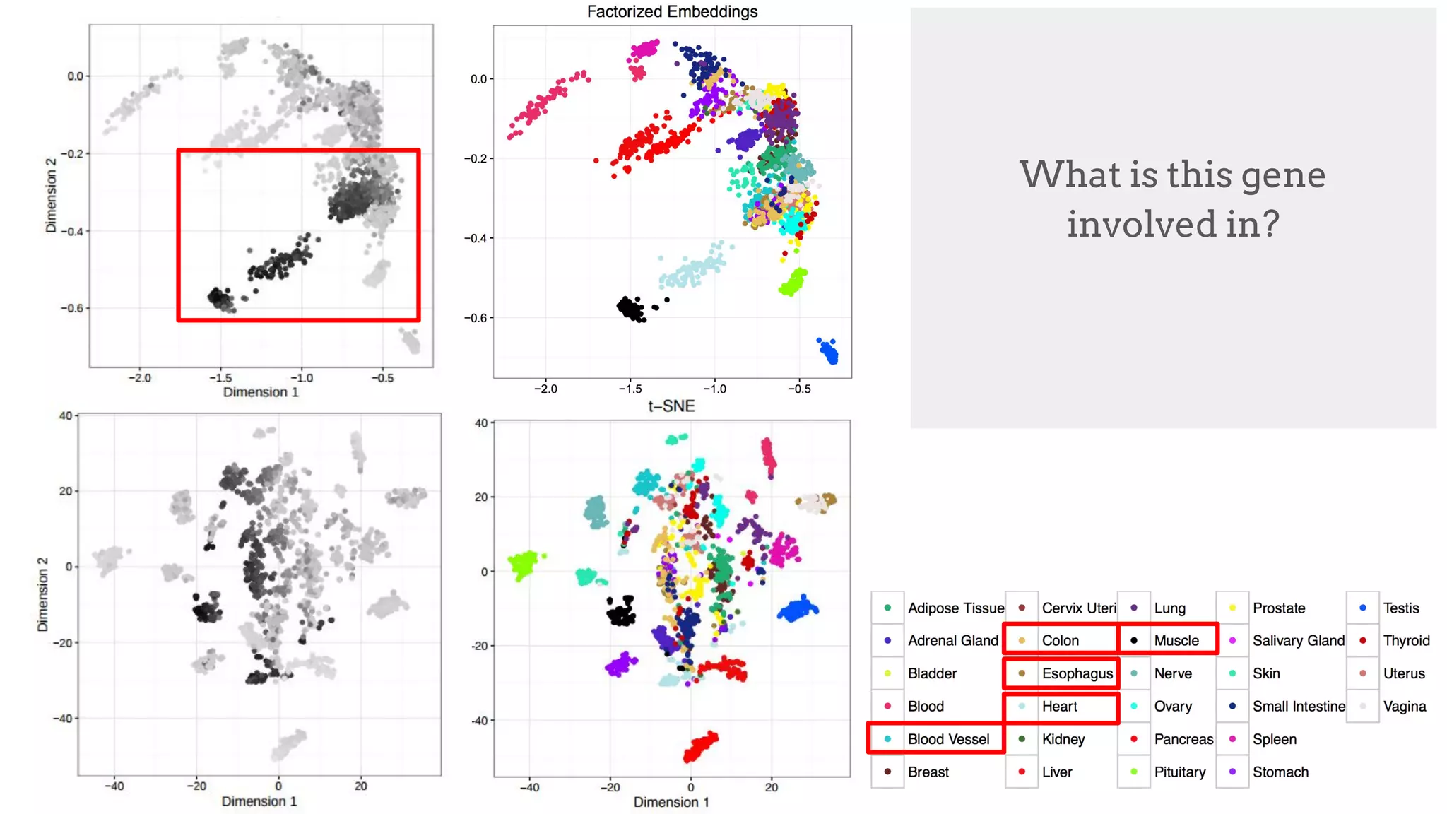 MYH6
"Muscle contraction"
[uniprot.org]
What is this gene
involved in?
 