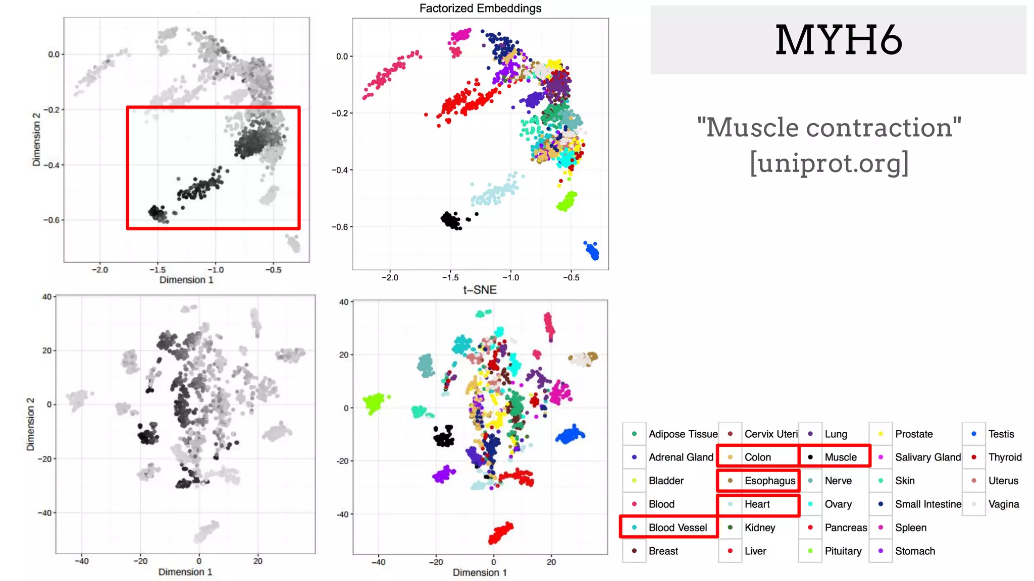 MYH6
"Muscle contraction"
[uniprot.org]
 