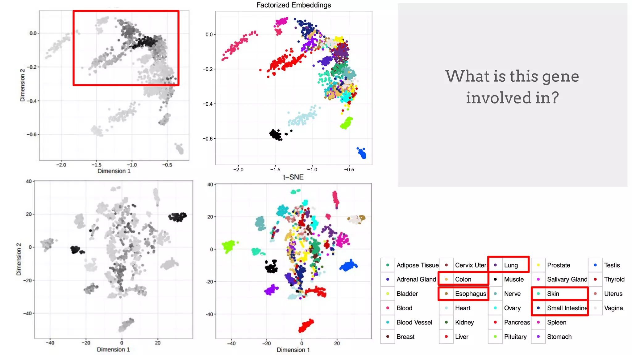 KRT (Keratin)
Keratin is the protein
that protects epithelial
cells from damage or
stress
What is this gene
involved in?
 