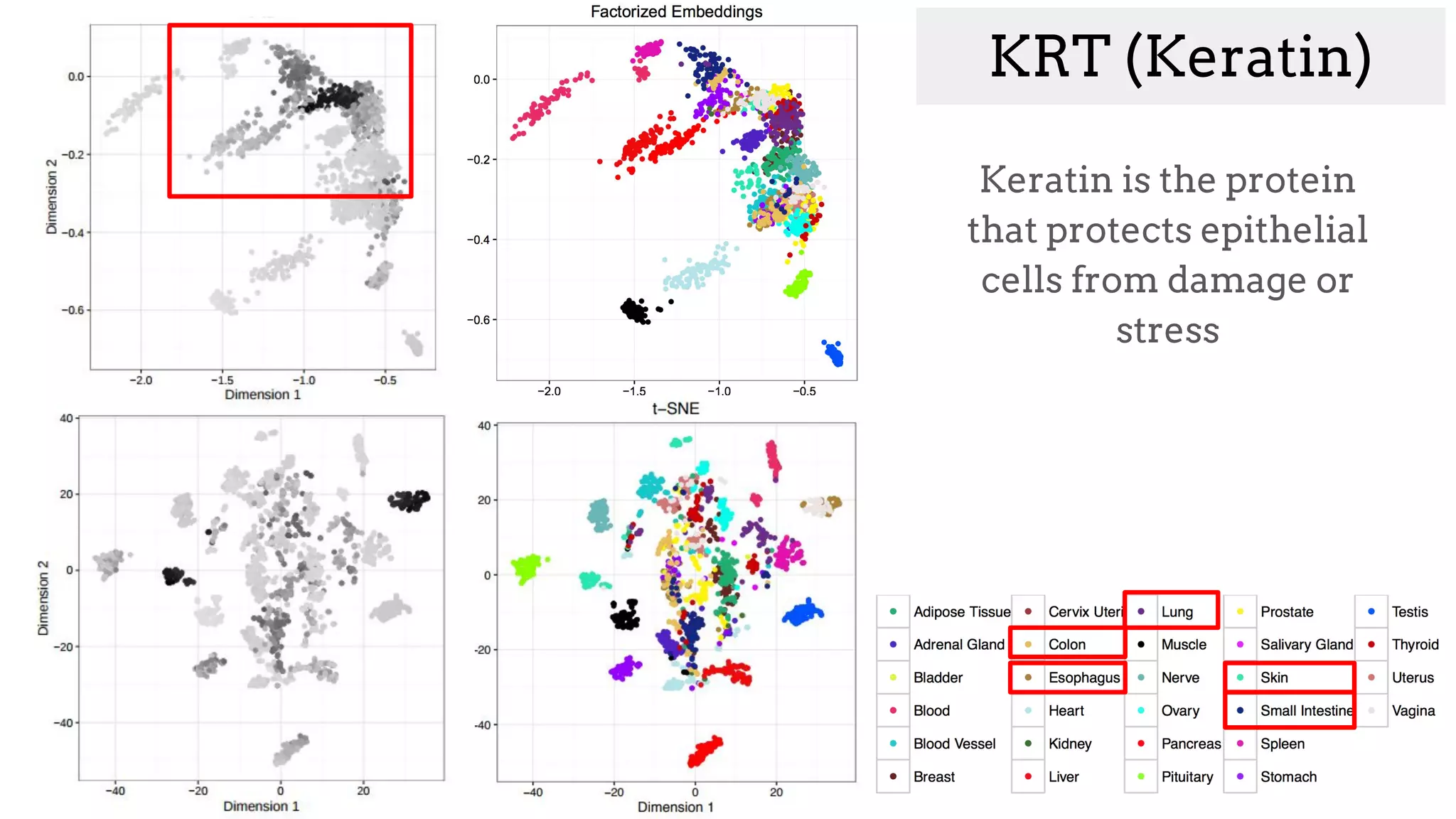 KRT (Keratin)
Keratin is the protein
that protects epithelial
cells from damage or
stress
 