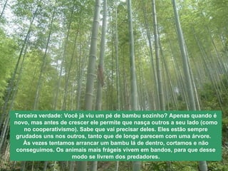 Terceira verdade: Você já viu um pé de bambu sozinho? Apenas quando é novo, mas antes de crescer ele permite que nasça outros a seu lado (como no cooperativismo). Sabe que vai precisar deles. Eles estão sempre grudados uns nos outros, tanto que de longe parecem com uma árvore.  Às vezes tentamos arrancar um bambu lá de dentro, cortamos e não conseguimos. Os animais mais frágeis vivem em bandos, para que desse modo se livrem dos predadores. 