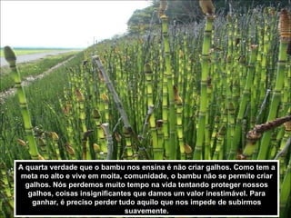 A quarta verdade que o bambu nos ensina é não criar galhos. Como tem a meta no alto e vive em moita, comunidade, o bambu não se permite criar galhos. Nós perdemos muito tempo na vida tentando proteger nossos galhos, coisas insignificantes que damos um valor inestimável. Para ganhar, é preciso perder tudo aquilo que nos impede de subirmos suavemente. 